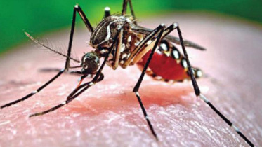 dengue_5.jpg