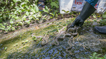 baby_python_snake_3.jpg