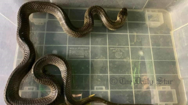 cobra.jpg