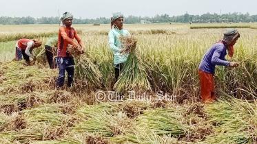 কৃষি