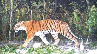 tiger_22.jpg