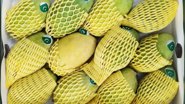 mango.jpg