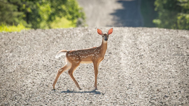 deer.jpg