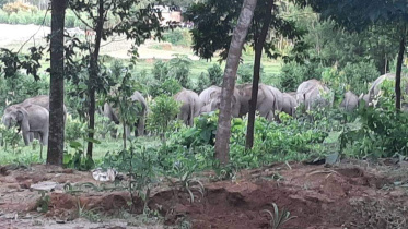 elephant_return_29aug21.jpg