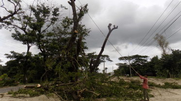 tree_felling.jpg