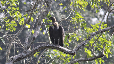 international_vulture_awareness_day_photos_2.jpg