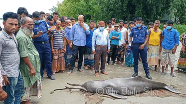 dolphine.gif