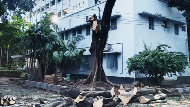 du-tree.gif