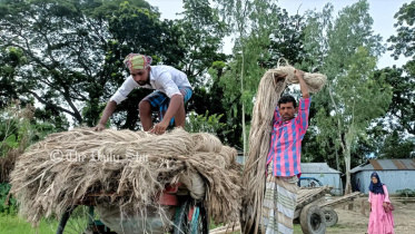 jute3.jpg