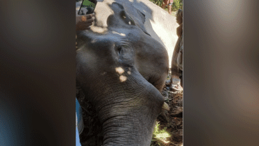 elephant.gif