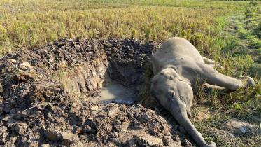 elephant