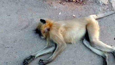 baboon.jpg