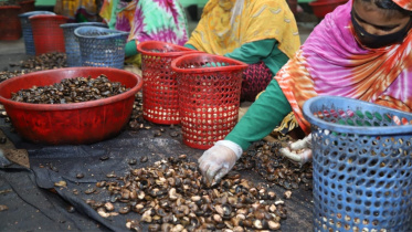 cashew nut