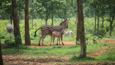 zebra.jpg