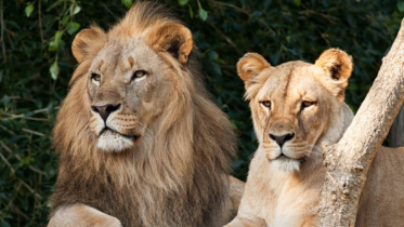 lion