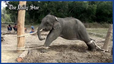 Elephant