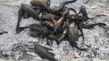 Sucker fish