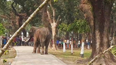 elephant.jpg