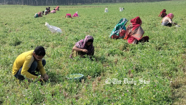 natore_green_pea_story_2.jpg