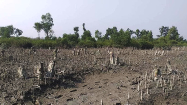 sundarban_2.jpg