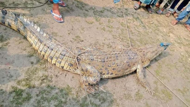 crocodile.jpg