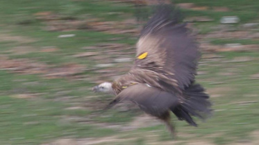 vulture.jpg