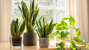 common-houseplants-to-grow-1641843117.jpeg