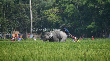 elephant4.jpg