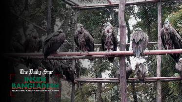 himalayan_vulture.jpg