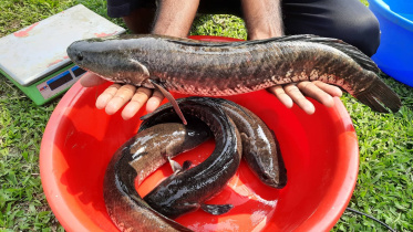 mymensingh_bfri_shol_fish-02.jpg