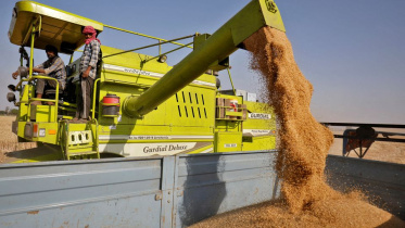 pic_wheat.jpg