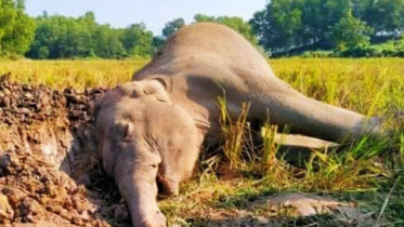 elephent.jpg