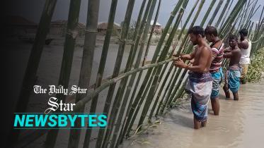 bamboo_piling.jpg