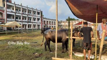b.-baria-cattle-field_ds.jpg