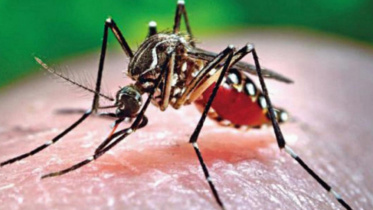 dengue_5_1_1.jpg