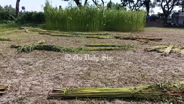 rangpur_jute.jpg