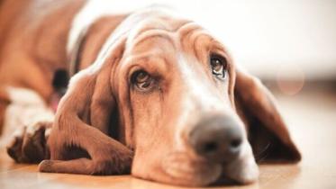 dogs-1659146.jpg