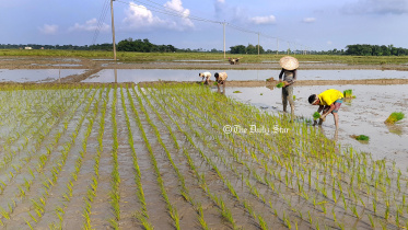 paddy_field.jpg