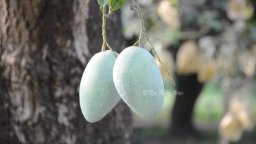 aashbinaa_aam2.jpg