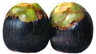 palm.jpg