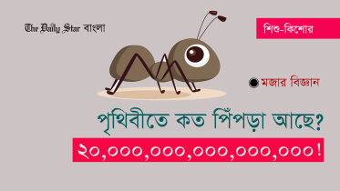 ant.jpg