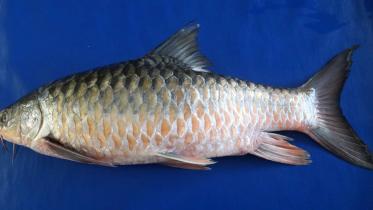 mymensingh_new_mohashol_variety.jpg
