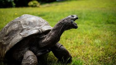 tortoise