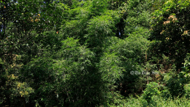 Bamboo.jpg