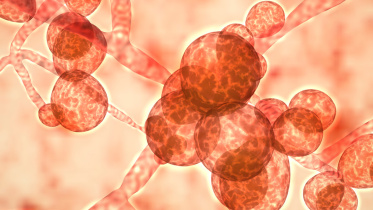 candida-auris.jpg