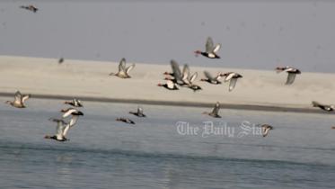 ব্রহ্মপুত্র নদ, চকোয়া পাখি,