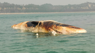 whale