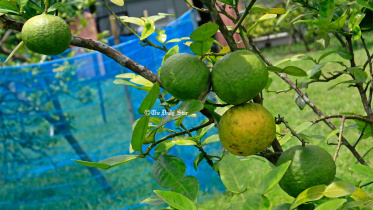 সাতকরা