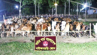 গরু.jpg
