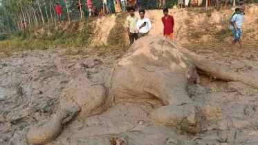 elephant1_6may23.jpg